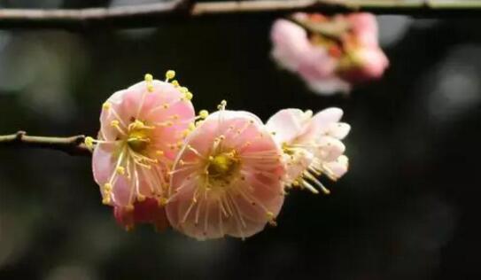 護目亭視力養護加盟新年寄語